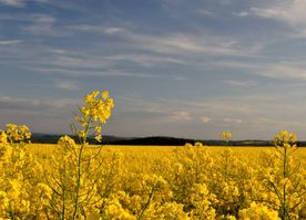 Mosel Sehenswürdigkeit Bild