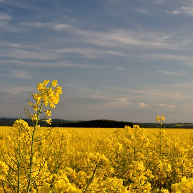 Mosel Sehenswürdigkeit Bild