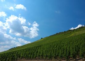 Mosel Sehenswürdigkeit Bild