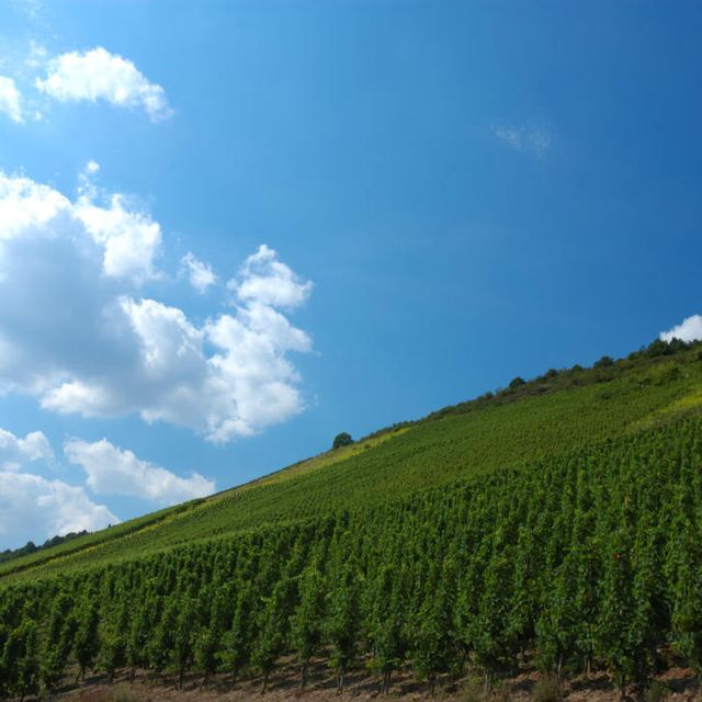 Mosel Sehenswürdigkeit Bild