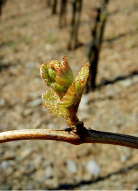 Mosel Sehenswürdigkeit Bild