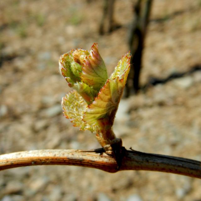 Mosel Sehenswürdigkeit Bild